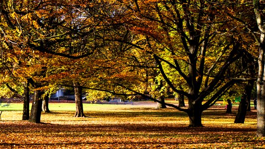 Colorful leaves leaves emerge