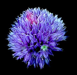 Bloom flower purple