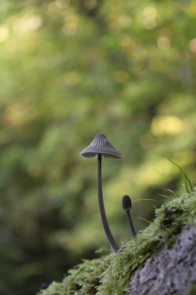 Fungi fungus wild photo