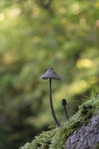 Fungi fungus wild