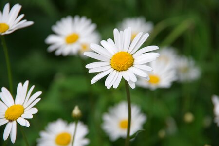 Flowers summer flowers chamomile