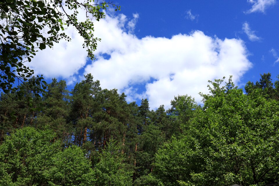 Pine forest sky clouds photo