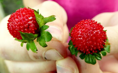 Berry red vitamins photo