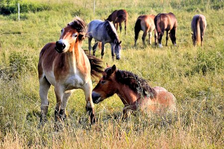 Pasture sleep graze