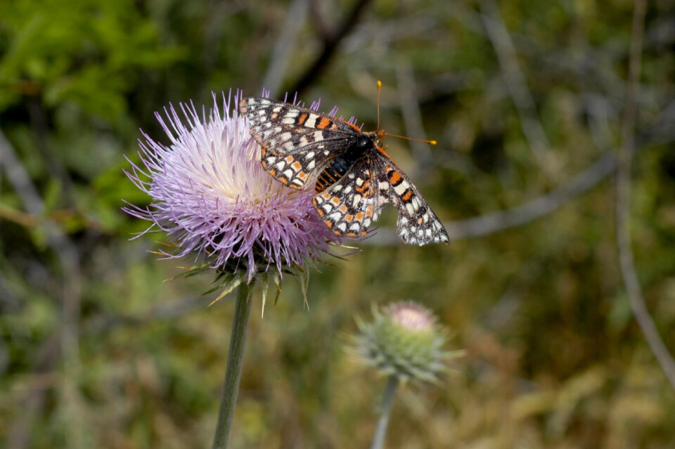 Flower bloom wings