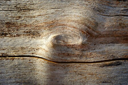 Timber grain rings photo