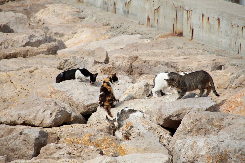 Breakwater cats sitges