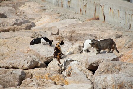 Breakwater cats sitges