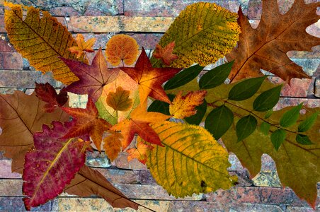 Autumn foliage leaf colorful