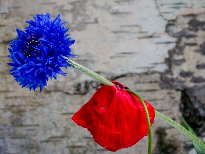 Red poppy flower poppy flower