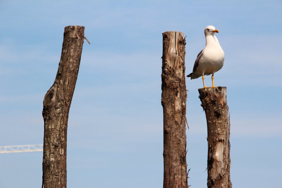 Close up birds pile