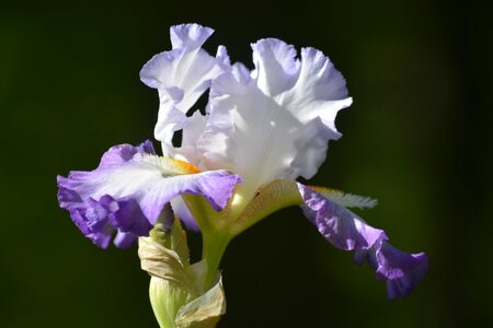 Summer garden bearded iris photo