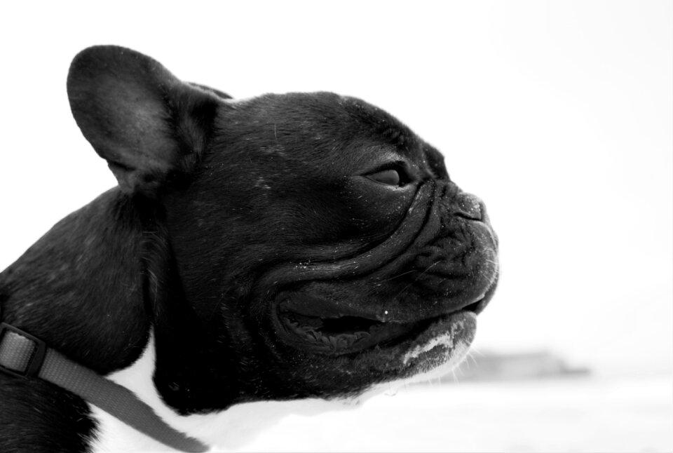 Mar domestic animals ear