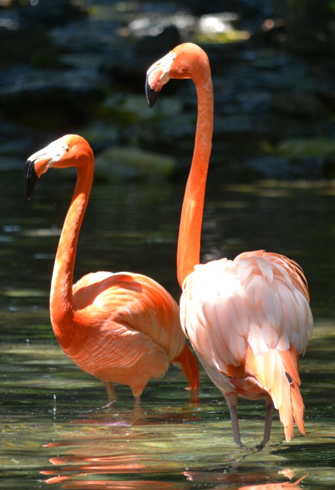 Philadelphia zoo birds