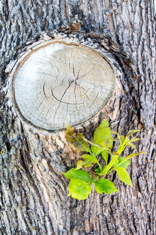 Bark wood natural