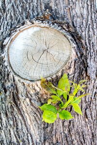 Bark wood natural photo