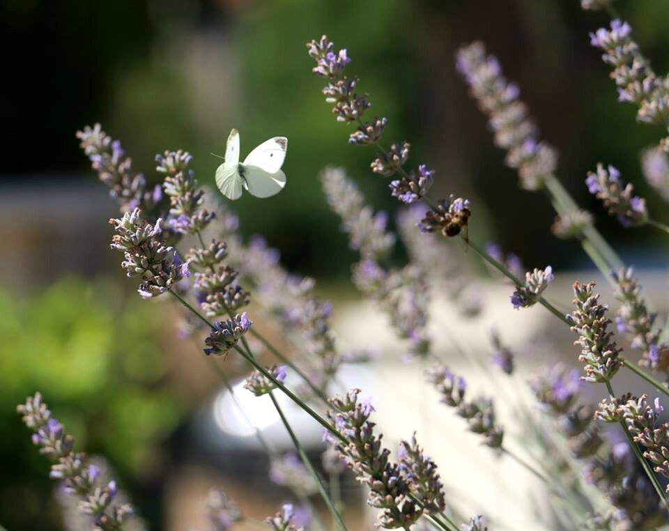 Butterflies nature lavender
