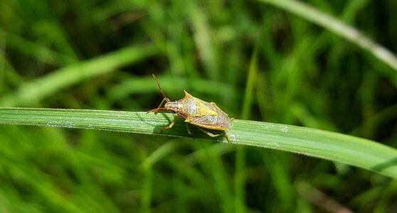 Rice stink bug insect insectoid photo