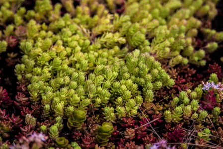 Growth garden botany