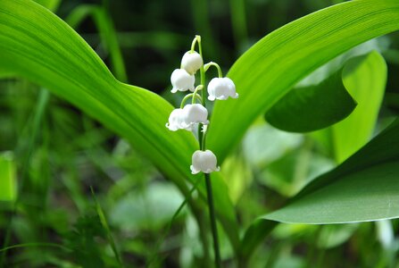 Flower plant garden photo