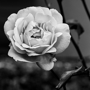 Blooms blooming black and white photo