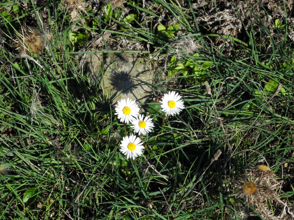 Grass wild flower plant