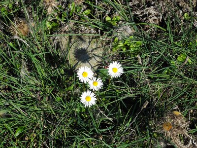 Grass wild flower plant