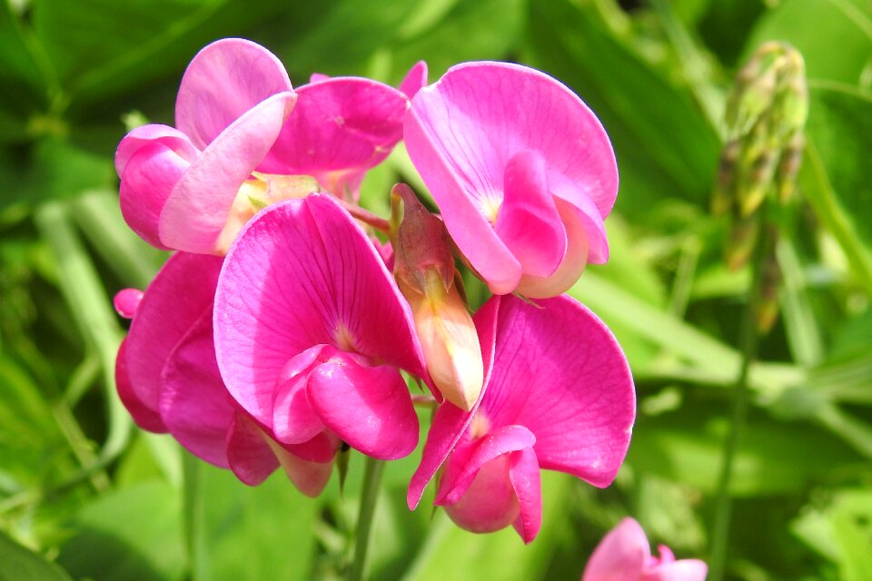Bright fabaceae blossom