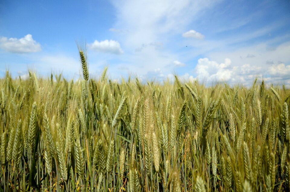 Field corn harvest