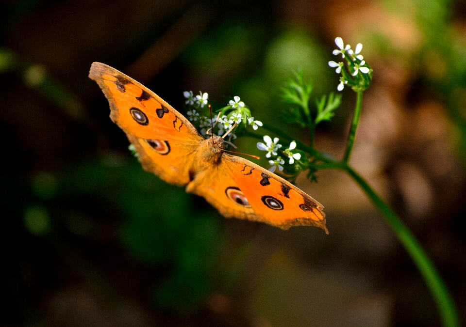 Peacock butterfly unique angle
