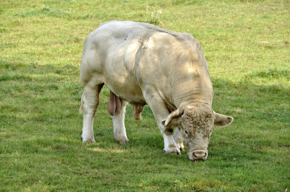 Bull charolais meadow