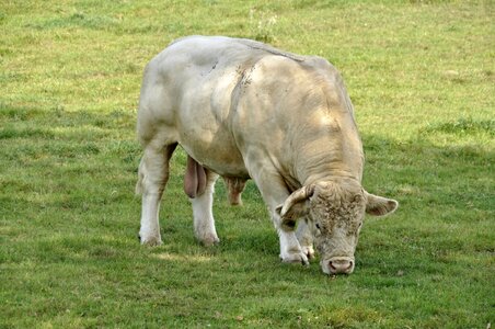 Bull charolais meadow photo