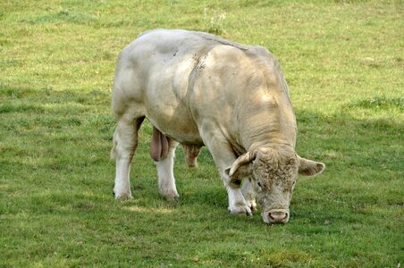 Bull charolais meadow