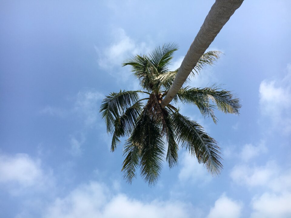 Sky blue palm