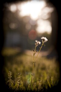 Sunshine light twilight