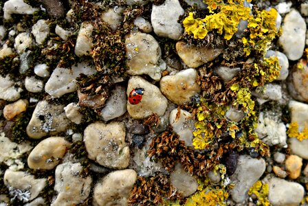 Overgrown ladybug
