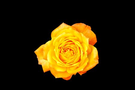 Blossom bloom flower
