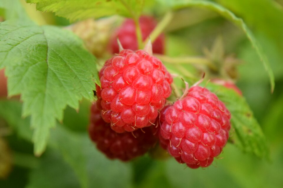 Berries fruit sweet