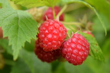 Berries fruit sweet