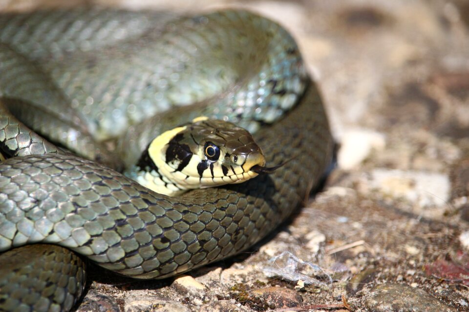 Reptile natrix natrix snakehead