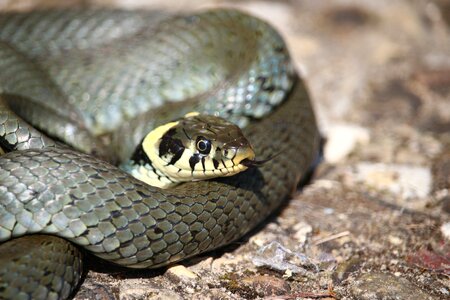 Reptile natrix natrix snakehead