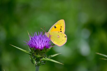 Butterfly on flower butterfly enjoy nector photo