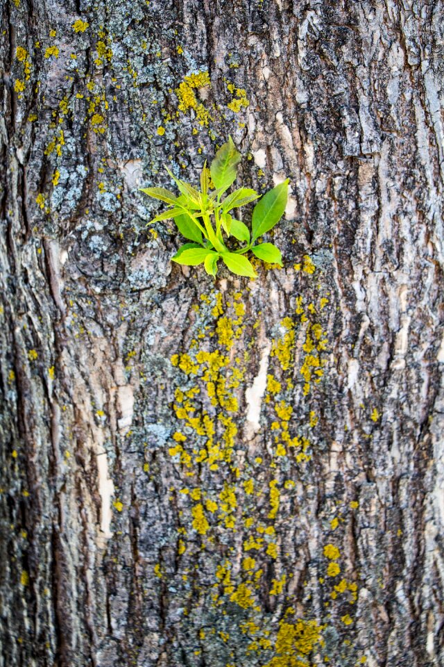 Growth north nature