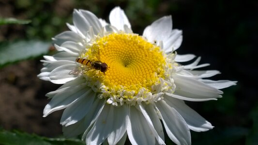 Daisy summer insect