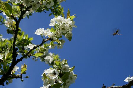 Blossom blue sky photo