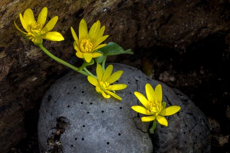 Forest flower spring-celandine ranunculus ficaria photo