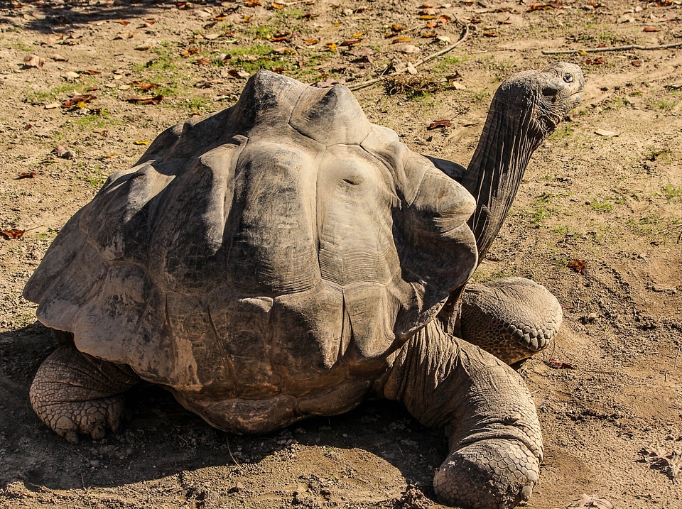 Giant tortoise chelonoidis nigra galapogas islands
