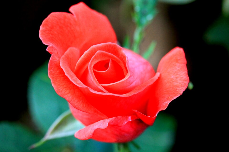 Blossom bloom rose bloom