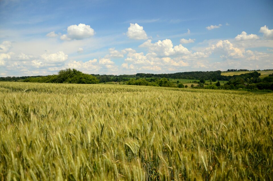 Triticale corn field