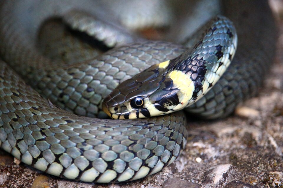 Reptile snakehead water snake